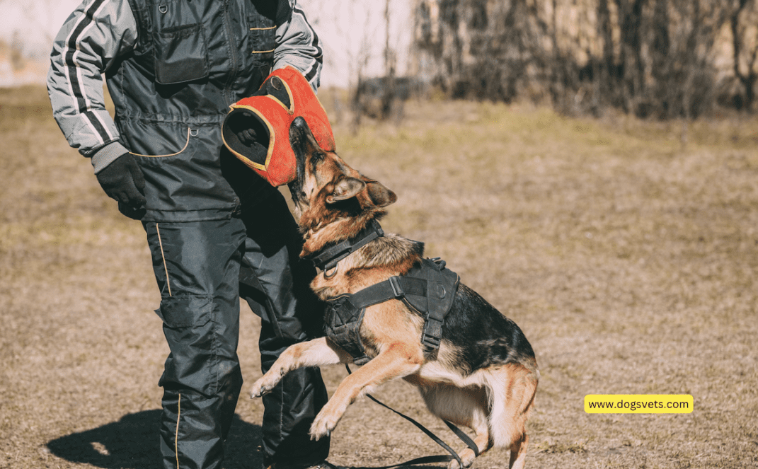 Preventing Dog Bites in Louisville: Effective Strategies to Reduce Injuries from Animal Attacks